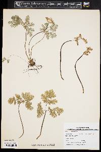 Dicentra cucullaria image