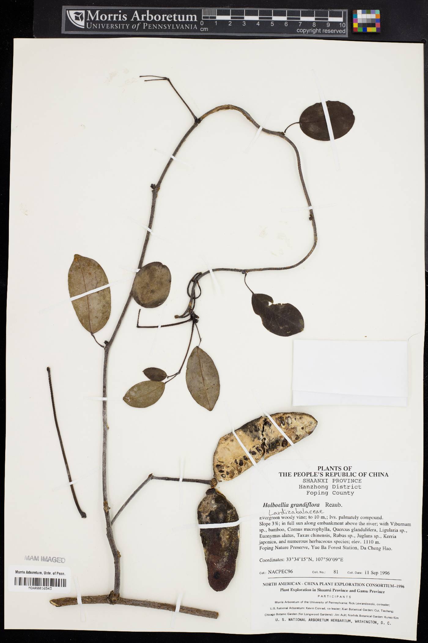 Stauntonia grandiflora image