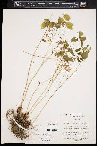 Epimedium x youngianum image