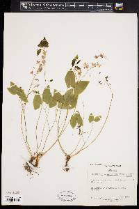 Epimedium x youngianum image