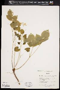 Epimedium versicolor image