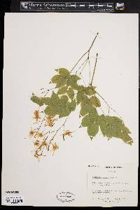 Epimedium grandiflorum image