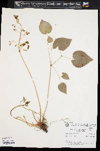 Epimedium brevicornu image