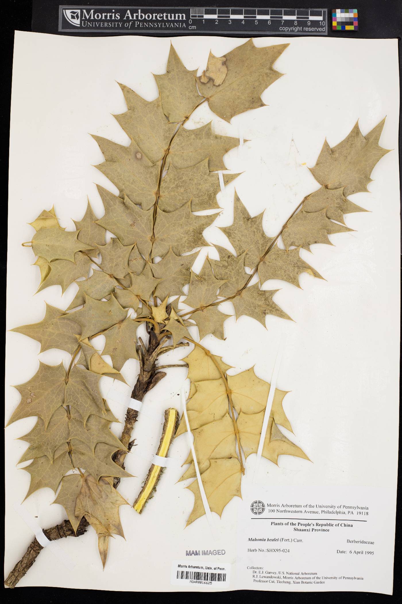 Mahonia bealei image