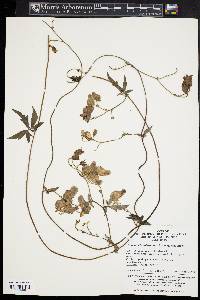 Aconitum hemsleyanum image
