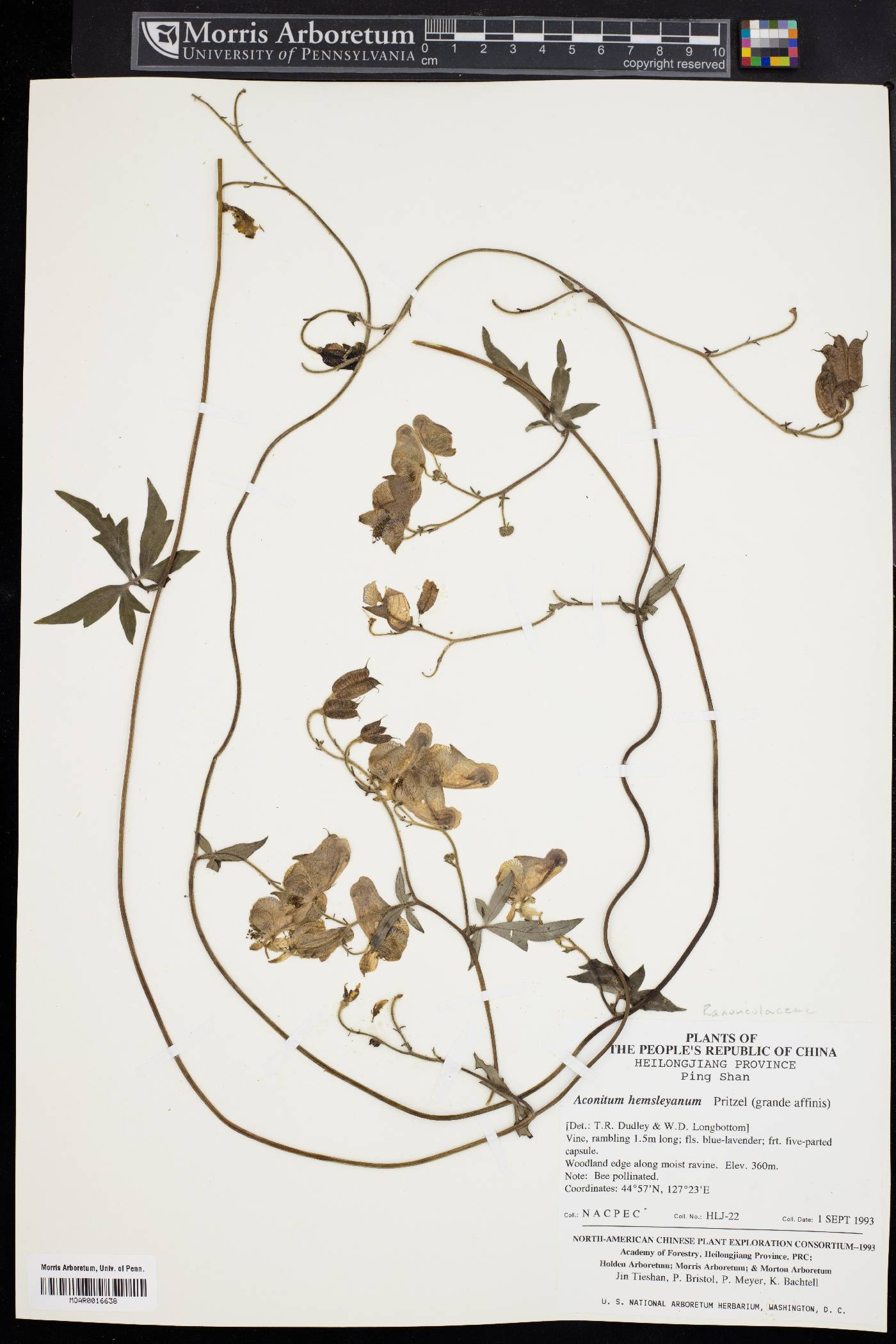 Aconitum hemsleyanum image