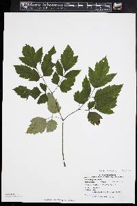 Actaea racemosa image