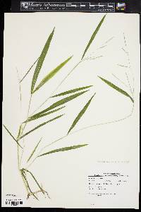 Leersia virginica image