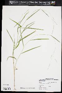 Leersia virginica image