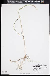 Muhlenbergia frondosa image