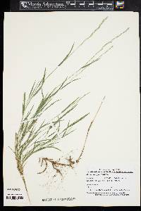 Muhlenbergia frondosa image