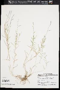 Muhlenbergia schreberi image