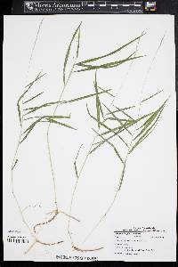 Muhlenbergia sobolifera image