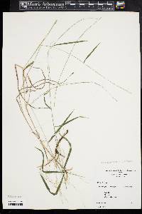 Muhlenbergia tenuiflora image