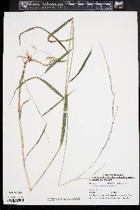 Muhlenbergia tenuiflora image