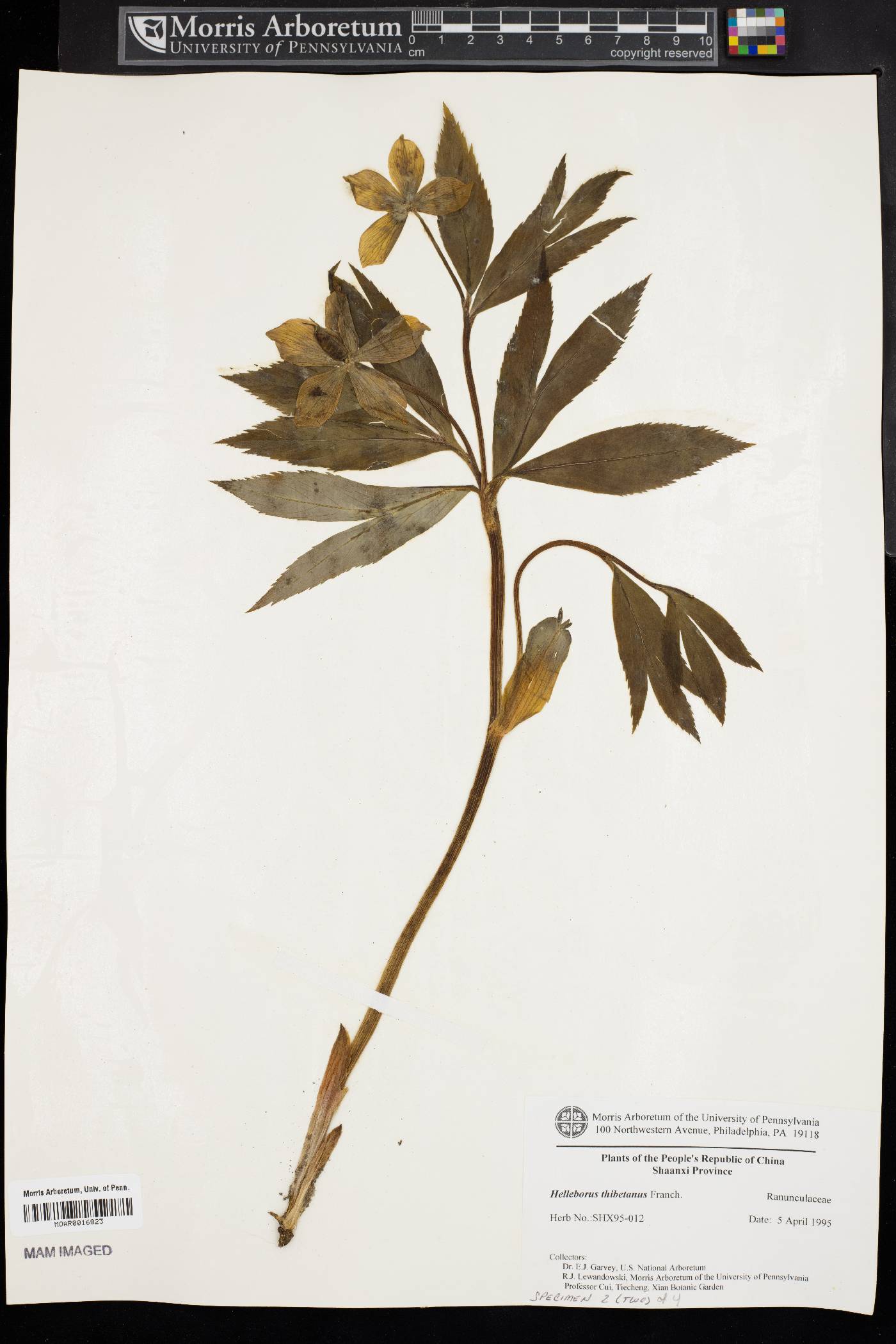 Helleborus thibetanus image