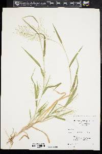 Panicum gattingeri image