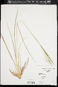 Coleataenia longifolia image