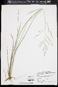 Coleataenia longifolia image