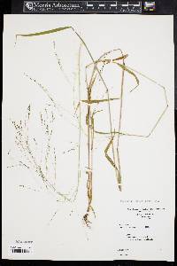 Kellochloa verrucosa image