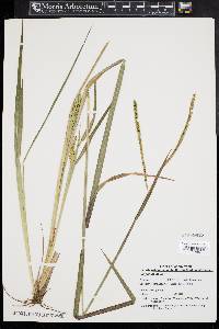 Paspalum laeve image