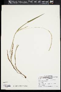 Paspalum setaceum var. muhlenbergii image