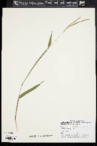 Paspalum setaceum var. supinum image