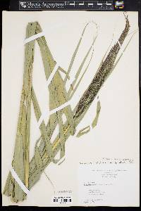 Phragmites australis subsp. australis image