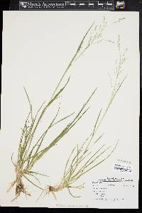 Poa alsodes image