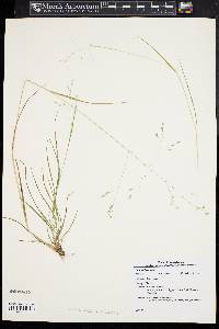 Poa autumnalis image