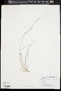 Poa autumnalis image