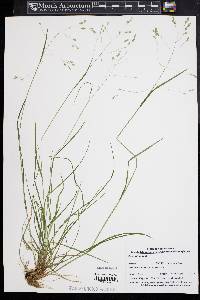 Poa autumnalis image