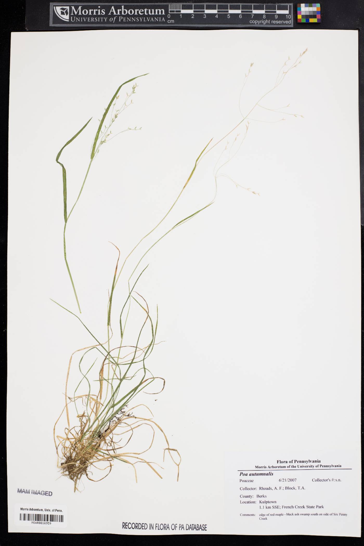 Poa autumnalis image