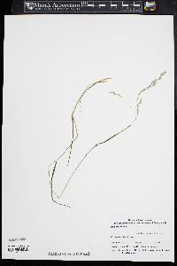 Poa autumnalis image