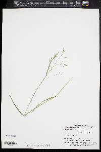 Poa autumnalis image