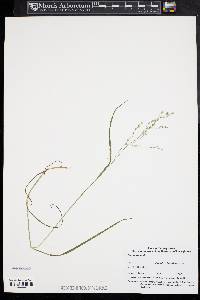 Poa autumnalis image