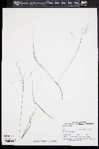 Poa autumnalis image