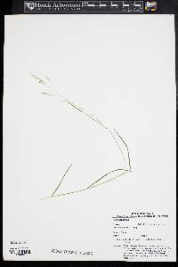 Poa autumnalis image