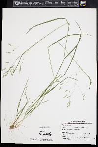 Poa autumnalis image