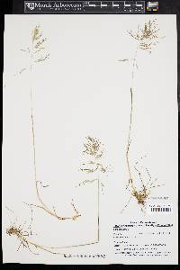 Poa bulbosa image