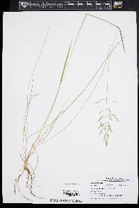 Poa nemoralis image