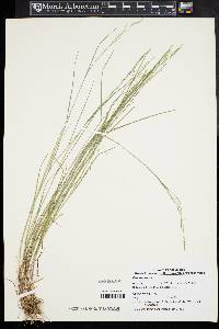 Poa nemoralis image