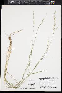 Poa nemoralis image