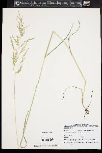 Poa trivialis image