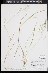 Poa trivialis image