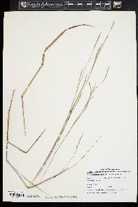 Schizachyrium scoparium var. scoparium image