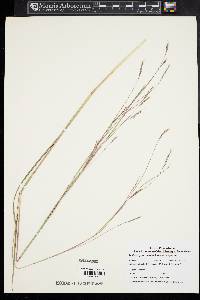 Schizachyrium scoparium var. scoparium image