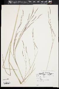 Schizachyrium scoparium var. scoparium image