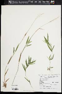 Dichanthelium acuminatum subsp. longiligulatum image
