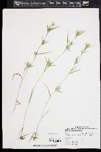 Dichanthelium acuminatum subsp. longiligulatum image